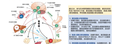 糖尿病最新研究新发现的治疗靶点