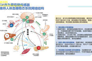 糖尿病最新研究新发现的治疗靶点